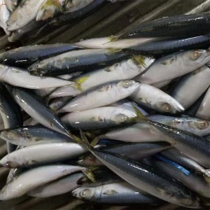 Bevroren Makreel hele ronde