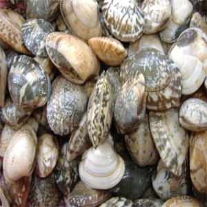 BEVROREN SHELL-ON CLAM