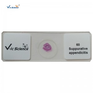 100 stks kit menselijke pathologie dia's microscopisch voorbereide dia's