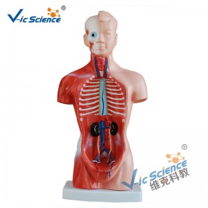 26 CM Torso Model 15 delen anatomisch lichaam Model
