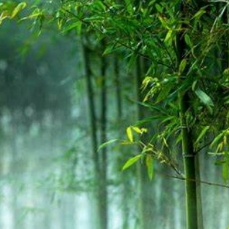 Bamboo in plaats van plastic luiden in eennieuw tijdperk van innovatie