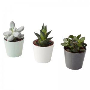 Kunstmatige vetplanten